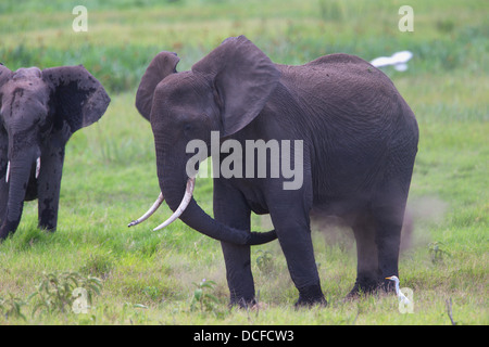 Des Éléphants d'Afrique. Loxodonta africana spp. Amboselli Park. Le Kenya, l'Afrique. Banque D'Images