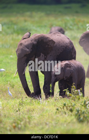 Des Éléphants d'Afrique. Loxodonta africana spp. Amboselli Park. Le Kenya, l'Afrique. Banque D'Images