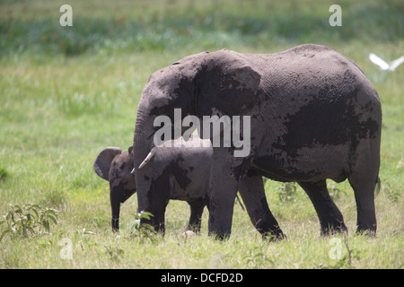 Des Éléphants d'Afrique. Loxodonta africana spp. Amboselli Park. Le Kenya, l'Afrique. Banque D'Images