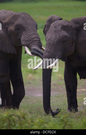 Des Éléphants d'Afrique. Loxodonta africana spp. Amboselli Park. Le Kenya, l'Afrique. Banque D'Images