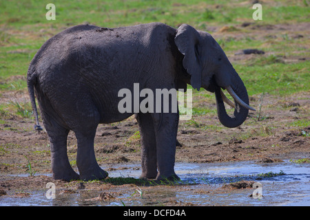 Des Éléphants d'Afrique. Loxodonta africana spp. Amboselli Park. Le Kenya, l'Afrique. Banque D'Images