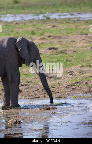 Des Éléphants d'Afrique. Loxodonta africana spp. Amboselli Park. Le Kenya, l'Afrique. Banque D'Images