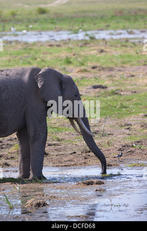 Des Éléphants d'Afrique. Loxodonta africana spp. Amboselli Park. Le Kenya, l'Afrique. Banque D'Images