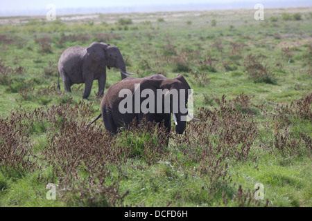 Des Éléphants d'Afrique. Loxodonta africana spp. Amboselli Park. Le Kenya, l'Afrique. Banque D'Images