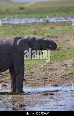 Des Éléphants d'Afrique. Loxodonta africana spp. Amboselli Park. Le Kenya, l'Afrique. Banque D'Images