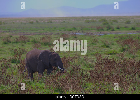 Des Éléphants d'Afrique. Loxodonta africana spp. Amboselli Park. Le Kenya, l'Afrique. Banque D'Images