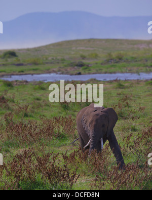 Des Éléphants d'Afrique. Loxodonta africana spp. Amboselli Park. Le Kenya, l'Afrique. Banque D'Images