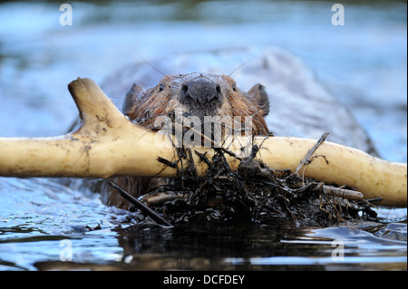 Castor adulte 'Castor canadensis' transportant une charge de humide matériaux de construction jusqu'au barrage Banque D'Images