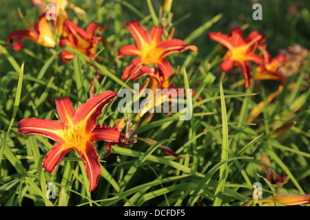 Hémérocalles, rouge et jaune Banque D'Images