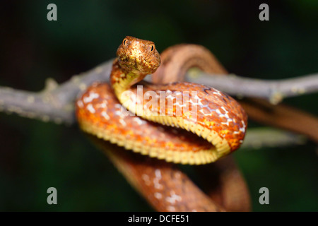 Psammodynastes pulverulentus maquette commune viper Malaisie Banque D'Images