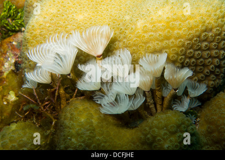 Plumeau sociale (Bispira brunnea) sur un récif de coraux tropicaux de l'île de Roatan, Honduras. Banque D'Images