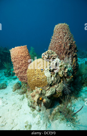 Les coraux et éponges sur un récif de coraux tropicaux de l'île de Roatan, Honduras. Banque D'Images