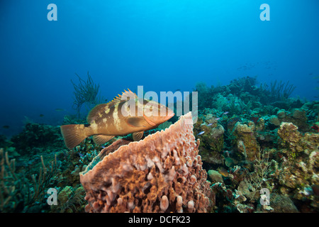 Mérou (Epinephelus striatus) reposant sur une éponge Baril géant (Xestospongia muta) Banque D'Images