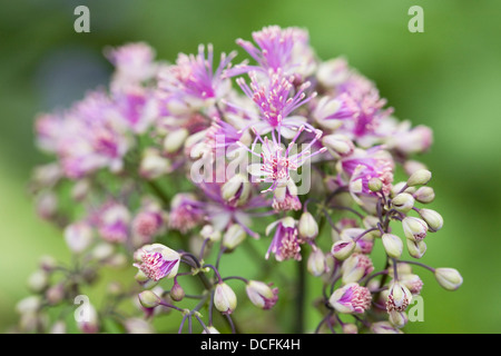 Thalictrum aquilegifolium. Une plus grande prairie rue poussant dans un jardin de cottage anglais. Banque D'Images