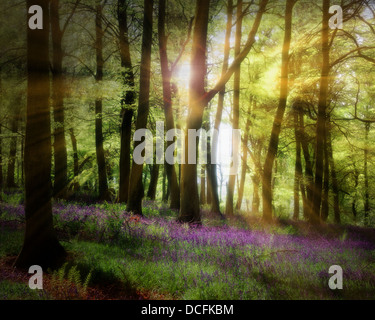 Go - OXFORDSHIRE : jacinthes des bois à des doyens Banque D'Images