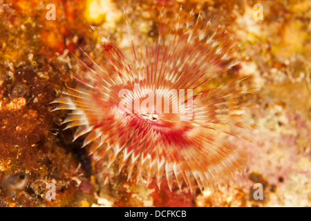 Split-couronne plumeau (Anamobaea orstedii) sur un récif de coraux tropicaux de l'île de Roatan, Honduras. Banque D'Images