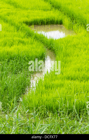 Un des plants de riz en Thaïlande Chiangmai Banque D'Images