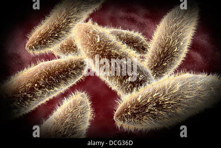 Vue microscopique de paramécie. Banque D'Images