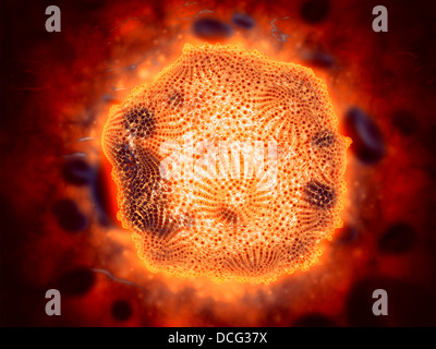 Vue microscopique des parvovirus canin. Banque D'Images