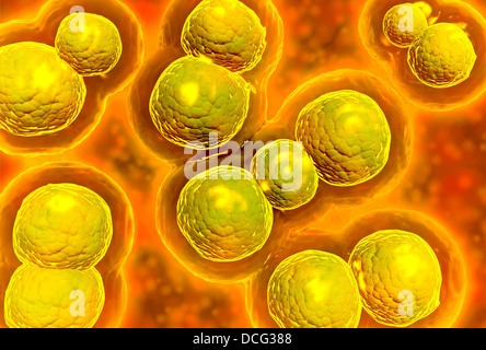 Vue microscopique de la chlamydiose. La chlamydia est une maladie transmise sexuellement (MTS) causée par une bactérie. Banque D'Images