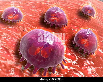 Vue microscopique des macrophages phagocytaires, qui sont impliqués dans la réponse immunitaire dans l'organisme. Banque D'Images