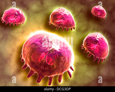 Vue microscopique des macrophages phagocytaires, qui sont impliqués dans la réponse immunitaire dans l'organisme. Banque D'Images