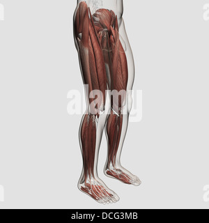 Muscle anatomie de l'homme les droits de l'jambes, vue antérieure. Banque D'Images