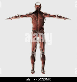 Anatomie du système musculaire homme, vue postérieure. Banque D'Images