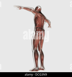 Anatomie du système musculaire homme, vue postérieure. Banque D'Images