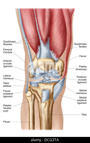 Anatomie de l'articulation du genou. Banque D'Images