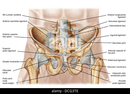 Anatomie de l'os du bassin et des ligaments. Banque D'Images