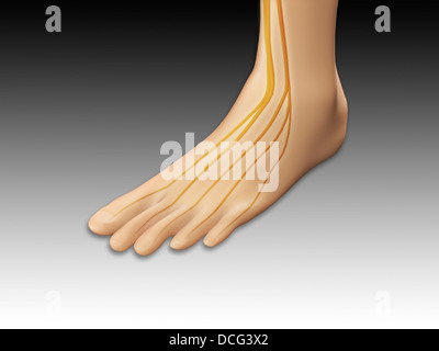 Image conceptuelle de pied humain avec le système nerveux. Banque D'Images