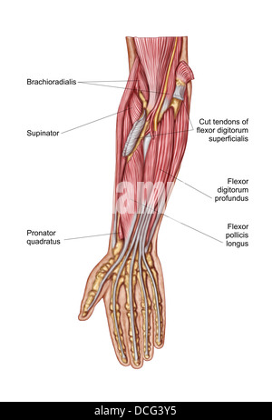 Anatomie de l'avant-bras, des muscles profonds vue antérieure. Banque D'Images