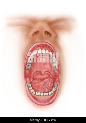 Anatomie de la cavité buccale. Banque D'Images