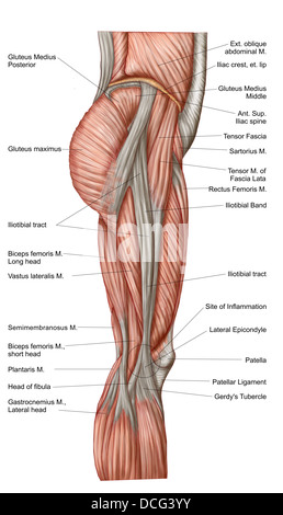 Anatomie de l'avant-cuisse, vue antérieure. Banque D'Images