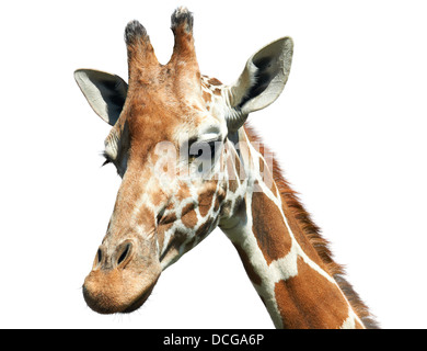 Portrait de Girafe (Giraffa camelopardalis) isolated on white Banque D'Images