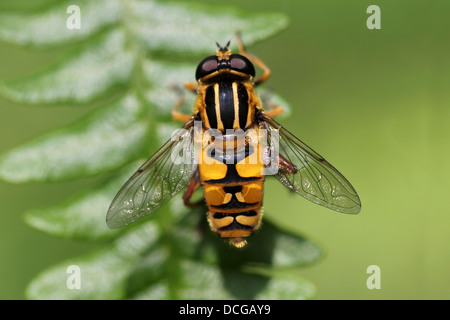 Hoverfly Helophilus pendulus Banque D'Images