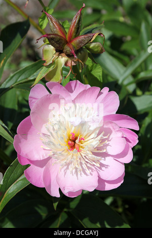 Un délicat bol de beauté à pivoine rose Banque D'Images