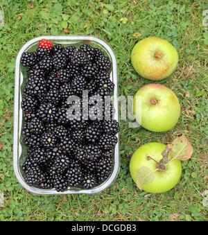 Epsom, Surrey, Angleterre, Royaume-Uni. 17 août 2013. Après des semaines de beau soleil d'été la première récolte de mûres sont prêtes pour la cueillette. Et ils sont libres. Tout ce qui est nécessaire pour la recherche de ces fruits est un peu de connaissances locales et un récipient pour les recueillir. Hogsmill cueillies le long de l'espace ouvert, Ewell, Surrey Epsom. Pourquoi ne pas ajouter quelques pommes cultivées à la maison pour préparer une délicieuse tarte. Banque D'Images