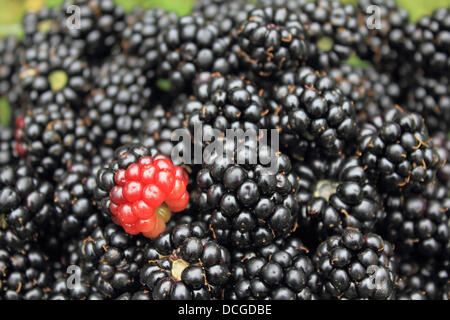 Epsom, Surrey, Angleterre, Royaume-Uni. 17 août 2013. Après des semaines de beau soleil d'été la première récolte de mûres sont prêtes pour la cueillette. Et ils sont libres. Tout ce qui est nécessaire pour la recherche de ces fruits est un peu de connaissances locales et un récipient pour les recueillir. Hogsmill cueillies le long de l'espace ouvert, Ewell, Surrey Epsom. Banque D'Images