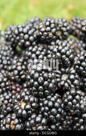 Epsom, Surrey, Angleterre, Royaume-Uni. 17 août 2013. Après des semaines de beau soleil d'été la première récolte de mûres sont prêtes pour la cueillette. Et ils sont libres. Tout ce qui est nécessaire pour la recherche de ces fruits est un peu de connaissances locales et un récipient pour les recueillir. Hogsmill cueillies le long de l'espace ouvert, Ewell, Surrey Epsom. Banque D'Images