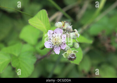 Epsom, Surrey, Angleterre, Royaume-Uni. 17 août 2013. Après des semaines de beau soleil d'été la première récolte de mûres sont prêtes pour la cueillette, bien que certaines des plantes dans les endroits ombragés sont encore en fleurs. Vu ici qui poussent à l'état sauvage le long de l'Hogsmill Espace Ouvert, Ewell, Surrey Epsom. Banque D'Images