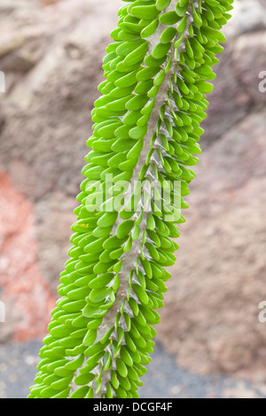 La société malgache à la César Manrique conçu jardin de cactus, Lanzarote Banque D'Images
