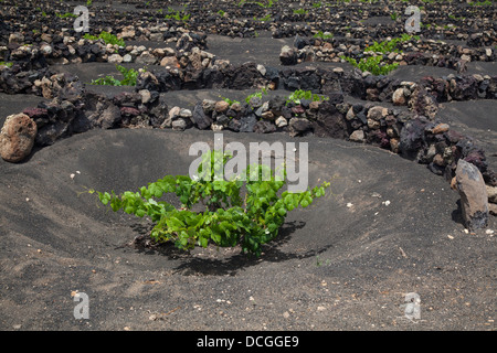 Vignes en paysage volcanique de Lanzarote. La bas, des murs courbes sont traditionnellement utilisés pour protéger les vignes contre le vent. Banque D'Images