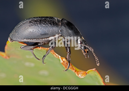 Black Beetle (scarabée) charogne européenne Banque D'Images