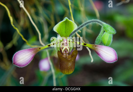 Paphiopedilum lowii un Southeast Asian Lady's Slipper orchid prises sur le Jardin Botanique National du Pays de Galles Banque D'Images