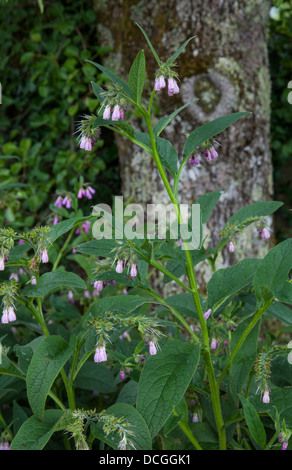 Consoude Symphytum x uplandicum russe prise au Jardin Botanique National du Pays de Galles, Carmarthenshire Banque D'Images