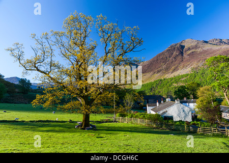 Voir à travers champs vers Buttermere village, Parc National de Lake District, Cumbria, Angleterre, Royaume-Uni, Europe. Banque D'Images