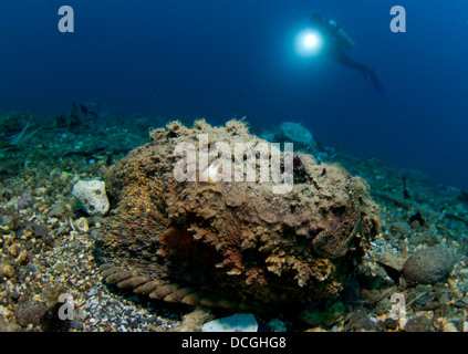 Un plongeur ressemble à un poisson-pierre géant (Synanceia verrucosa), Gorontalo, Sulawesi, Indonésie. Banque D'Images