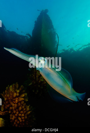 Bigfin reef squid tendant les oeufs le long d'une ligne de bouées, le Détroit de Lembeh (Indonésie). Banque D'Images